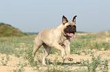 BULLMASTIFF 209